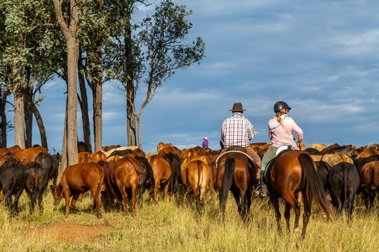 Horse riders mustering cattle past a stand of ironbark trees.