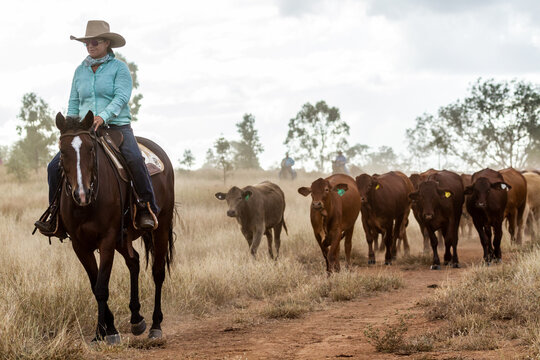 A country lady mustering on horse.