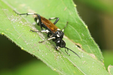 Closeup on a colorful sawfly species , Macrophya duodecimpunctata, sitting on a green leaf