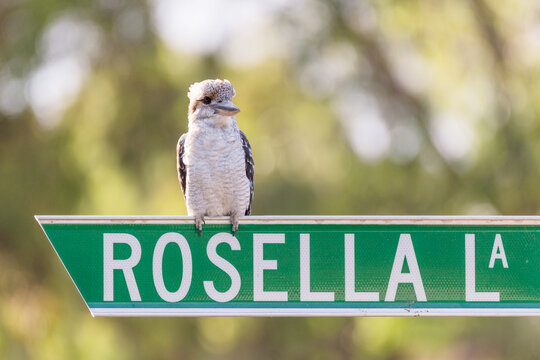 An Australian Kookaburra sitting on a street sign