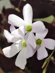 Fototapeta premium White flowers.