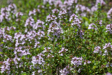 ヨウシュイブキジャコウソウ　学名：Thymus serpyllum 別名：ワイルドタイム、セルピルム 、クリーピングタイム