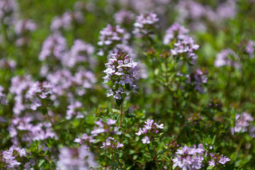 ヨウシュイブキジャコウソウ　学名：Thymus serpyllum 別名：ワイルドタイム、セルピルム 、クリーピングタイム