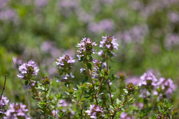 Fototapeta premium ヨウシュイブキジャコウソウ 学名：Thymus serpyllum 別名：ワイルドタイム、セルピルム 、クリーピングタイム