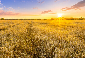 Amazing view at beautiful summer golden wheaten field with beautiful sunny sky on background, rows leading far away, valley landscape