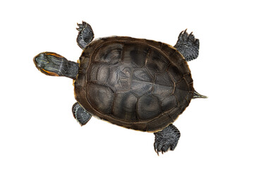 Naklejka premium a red-eared turtle isolated on a white background. Top view