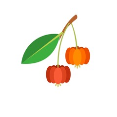 Vector illustration of Suriname cherry fruit, scientific name Eugenia uniflora, flat style design, isolated on white background.