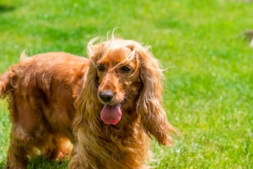 Brown cocker spaniel dog in the garden - selective focus