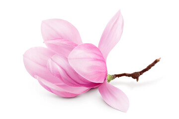 Pink magnolia flower isolated on white background with full depth of field - obrazy, fototapety, plakaty
