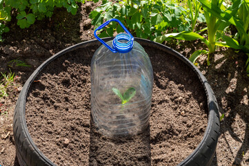 the sprout is covered with a plastic bottle. a small greenhouse made of a plastic bottle.