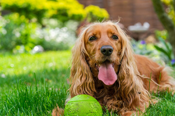 Brown cocker spaniel dog in the garden - selective focus