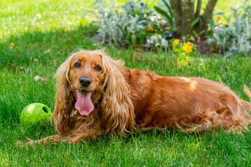 Brown cocker spaniel dog in the garden - selective focus