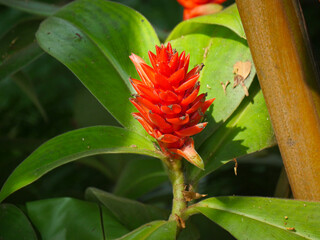 Costus woodsonii (Red Button Ginger) with exotic torpedo-shaped blooms