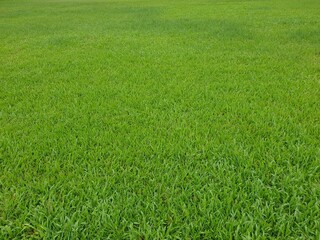 Grass background in the park with copy space.Green lawn texture.
