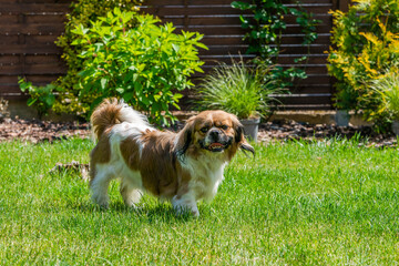 Young Pekingese dog in the garden