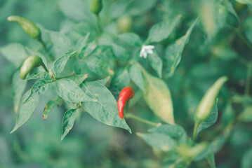 Chilli peppers or red and green chilies in farm