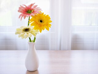 Beautiful yellow Gerbera jamesonii daisy flower in vase on table Barberton Transvaal daisy copy space for text lettering flower in ceramic on wooden table window light background wallpaper celebrating