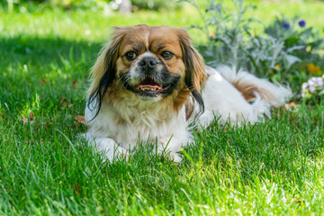 Young Pekingese dog in the garden - selective focus