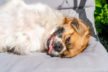 Young Pekingese dog resting on a garden sofa - selective focus