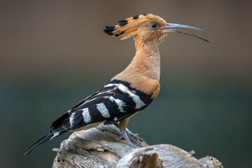 Eurasian hoopoe  on the tree in the natural forest.