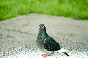 lone gray dove sits on  pavement and looks ahead. City birds.