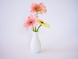 Beautiful pink Gerbera jamesonii daisy flower in vase on table ,Barberton Transvaal daisy copy space for text lettering flower ,isolated on white  background wallpaper