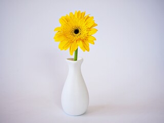 Yellow daisy Gerbera jamesonii daisy flower in vase on table ,Barberton Transvaal daisy copy space for text lettering flower isolated on white background wallpaper 