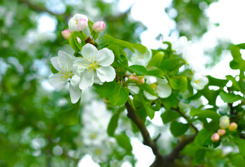 flowering apple tree. Fruit orchards in spring.
White flowers on  branch. Soft focus.