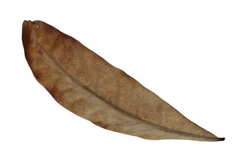 Fototapeta na wymiar dry leaves isolated on a white background
