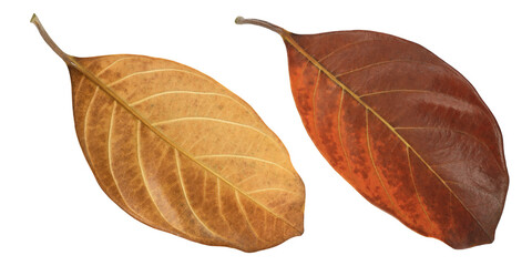 dry leaves isolated on a white background