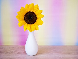 Sunflower flower in white vase on table with beautiful pink Gerbera copy space for text or lettering flower in ceramic on wooden table pastel color background or wallpaper celebrating card 