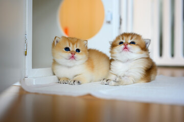 Two British Shorthair Golden Kittens sit on whites on a wooden floor in the room. little kitten Two brothers sitting and looking up, cat in the house.
