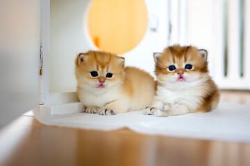 Two British Shorthair Golden Kittens sit on whites on a wooden floor in the room. little kitten Two...