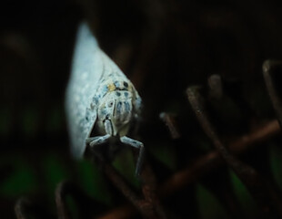 True Hoppers Bythopsyrna tineoides