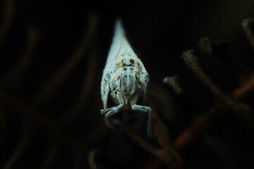 True Hoppers Bythopsyrna tineoides