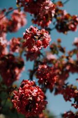 cherry blossoms pink petals on a tree. soft focus background