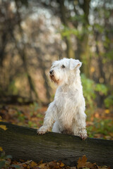Schnauzer is sitting in the forest. It is autumn portret.