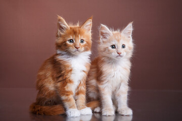 red Maine Coon Kitten on a brown background. cat portrait in photo studio
