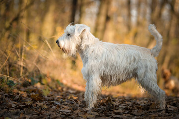 Schnauzer is standing in the forest. It is autumn portret.