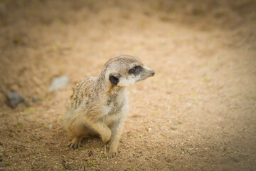 Fototapeta premium Suricata is sitting on the stone. She is on the guard.