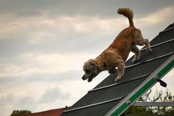 Crazy dog is running agility A-frame. She teachs new thing for competition.