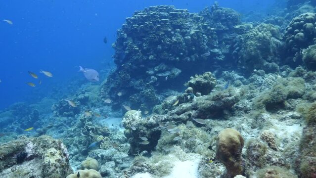 FPV style: Seascape with various fish, coral, and sponge in the coral reef of the Caribbean Sea, Curacao