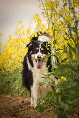Fototapeta premium Border collie is running in yellow colza. He is running for his breader
