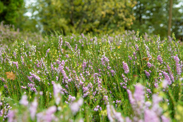 pink flowers and green bush