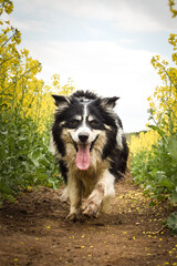 Border collie is running in yellow colza. He is running for his breader