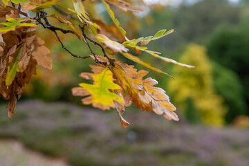 brown and yellow autumn leaves