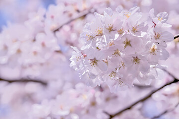 桜の開花イメージ