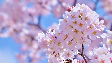 桜の開花イメージ