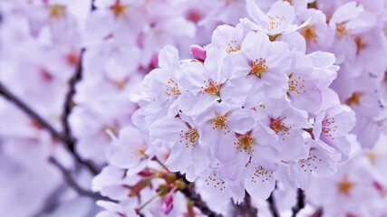 桜の開花イメージ