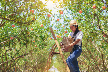 Woman farmer orange ,The gardener collecting orange into a basket at sunny orange garden.